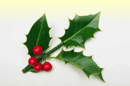 holly